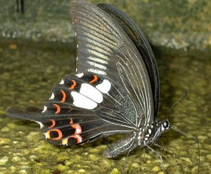 375px-Black_Butterfly_with_red